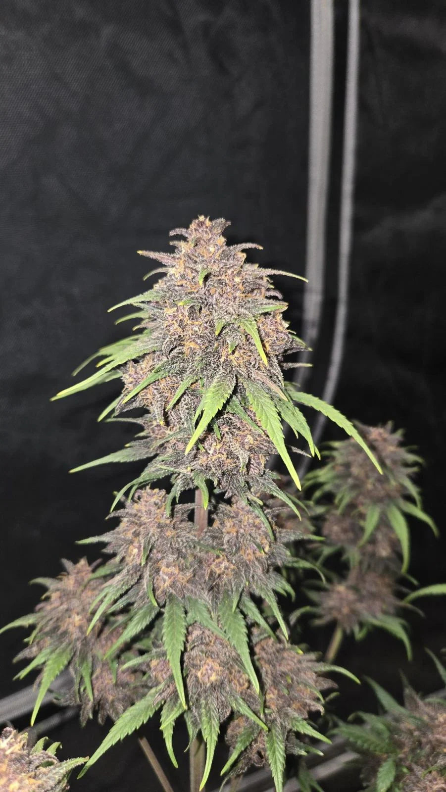 FAST BUDS - PURPLE HAZE AUTO - 5 SEEDS