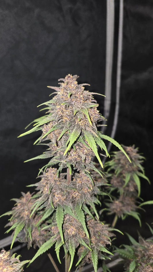 FAST BUDS - PURPLE HAZE AUTO - 5 SEEDS