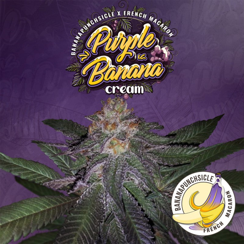 Purple Banana Cream by T.H Seeds (Feminisiert)
