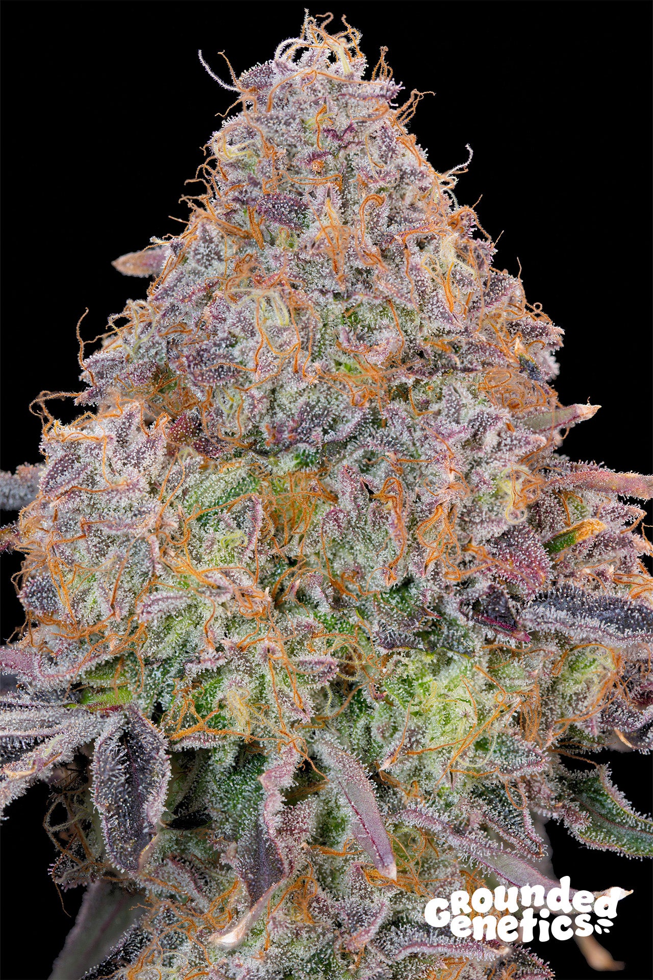 Grounded Genetics - BLUZZI ( Fem.)