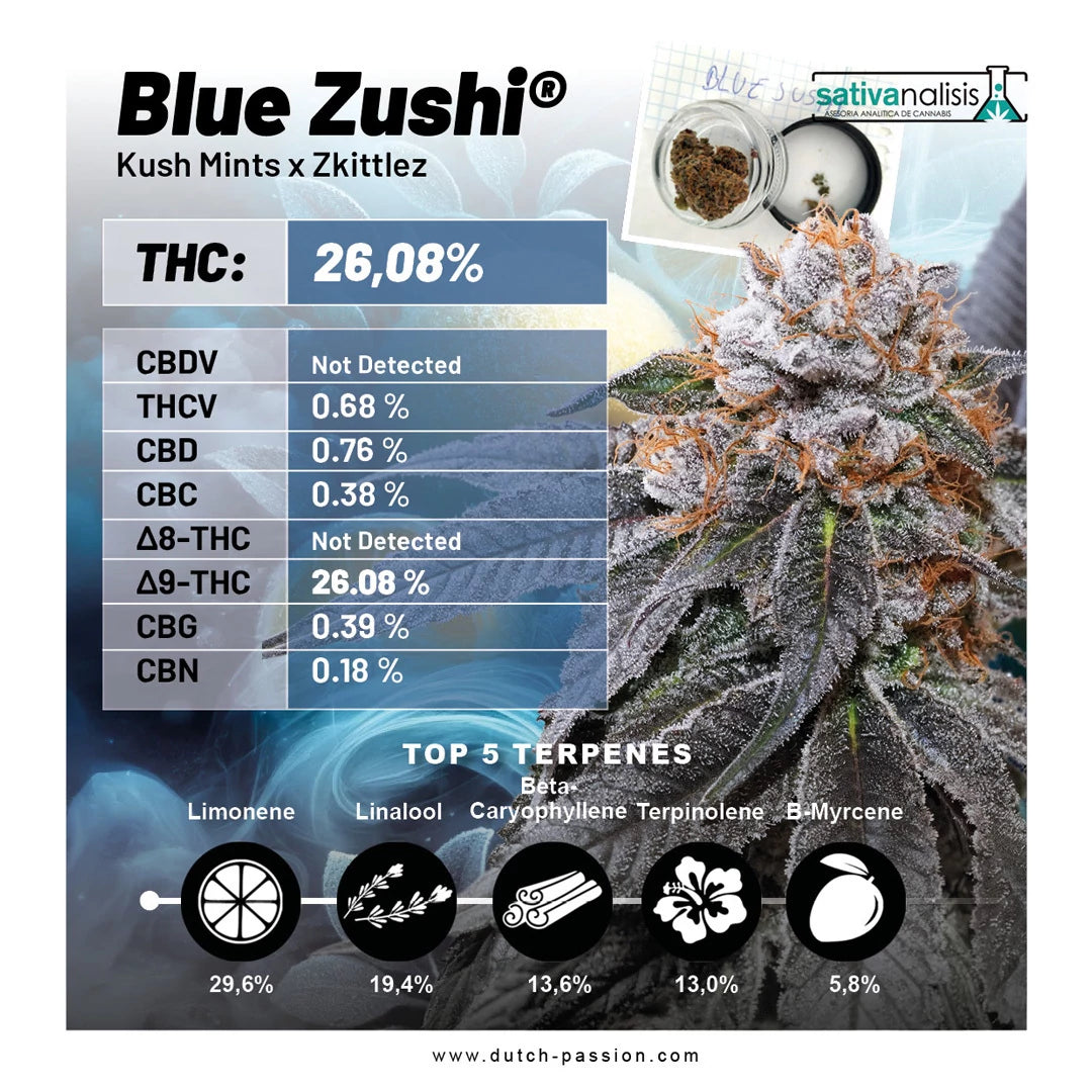 BLUE ZUSHI - DUTCH PASSION  ( Feminisiert )