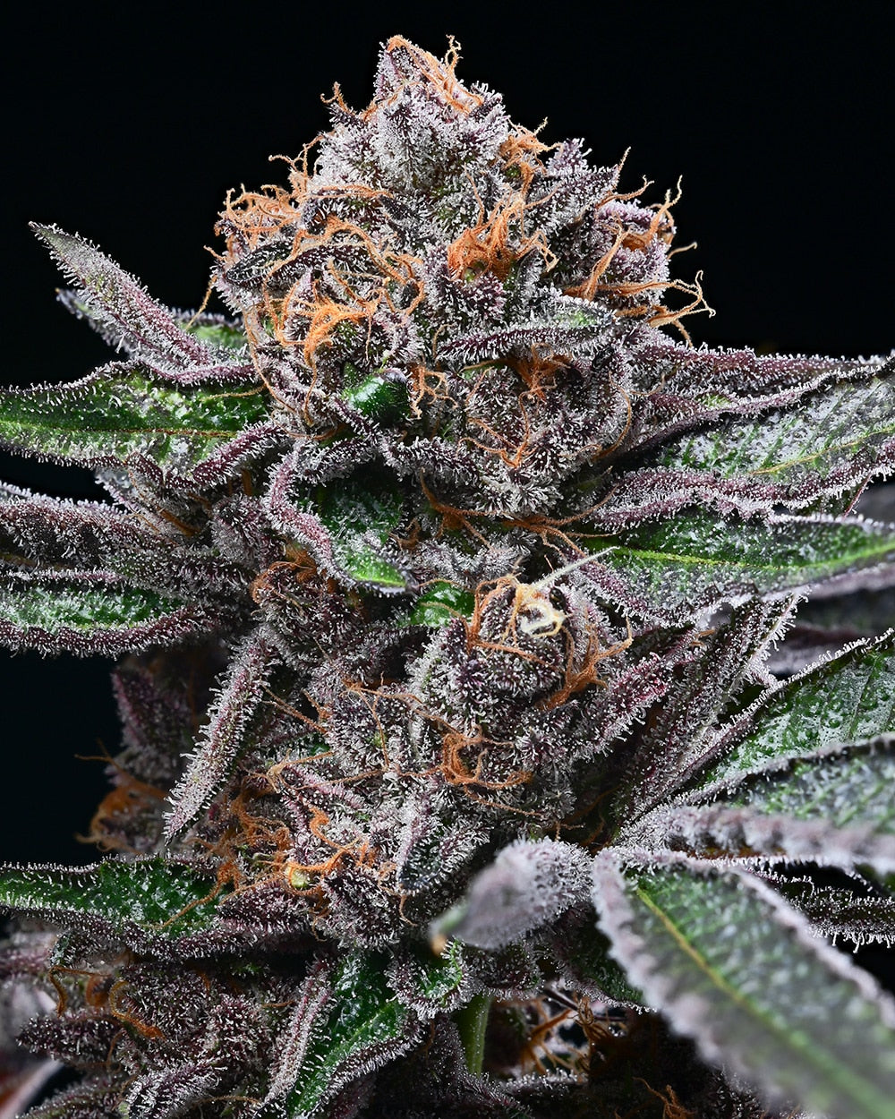 Cookies - Candy Candy Feminisiert 3er