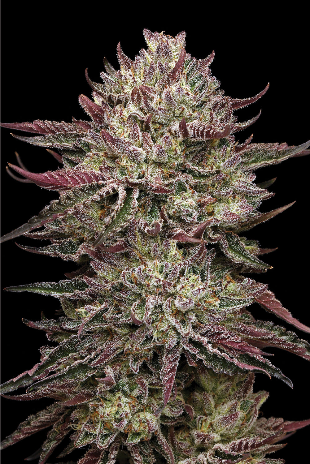 Humboldt Seed Company - Chicken N' Wafflez (3er Pack)