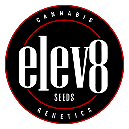 ELEV8 Seeds ( Feminisiert ) 6er Pack