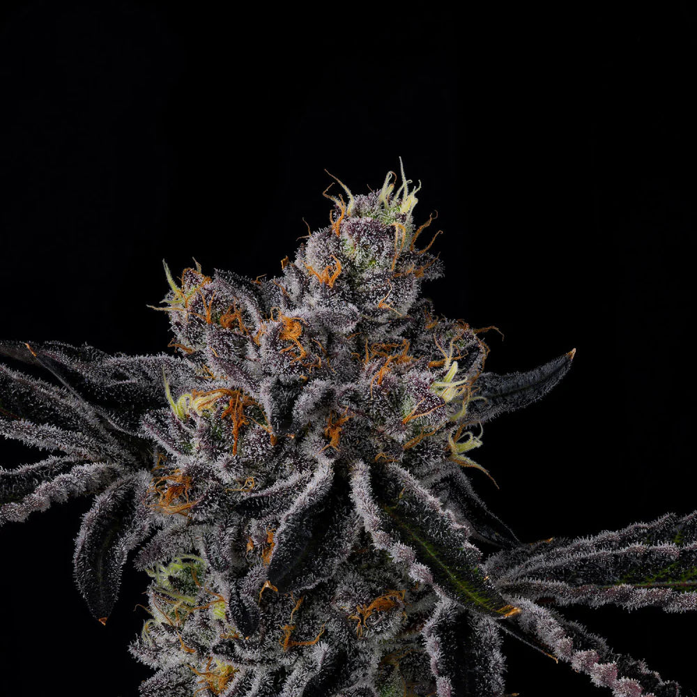 Wizard Trees Seeds - Feminisiert