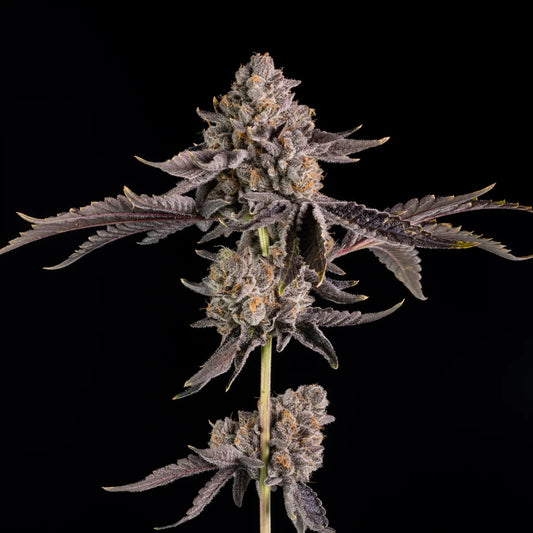 Wizard Trees - HAPPY HOUR - Fem. 3er Pack