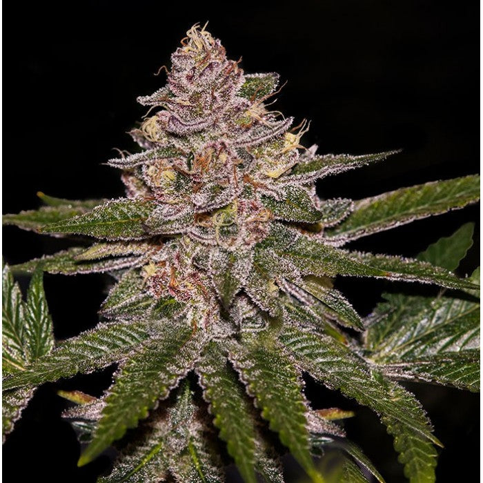 Ripper Seeds - FEMINISIERT 1er Pack