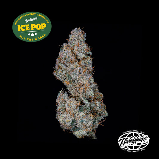 Nine Weeks Harvest - ICE POP (3er Pack)