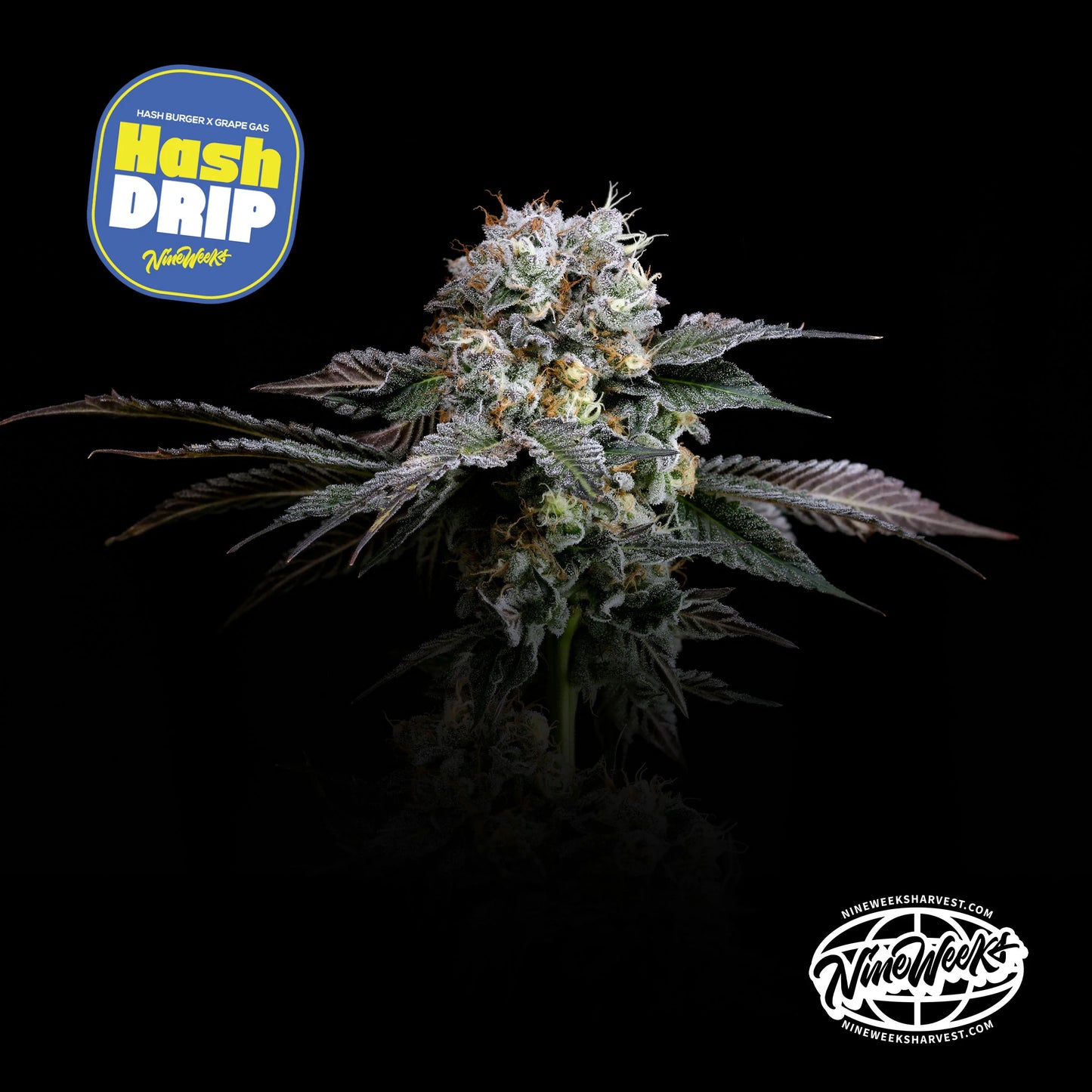 Nine Weeks Harvest - HASH DRIP (3er Pack)