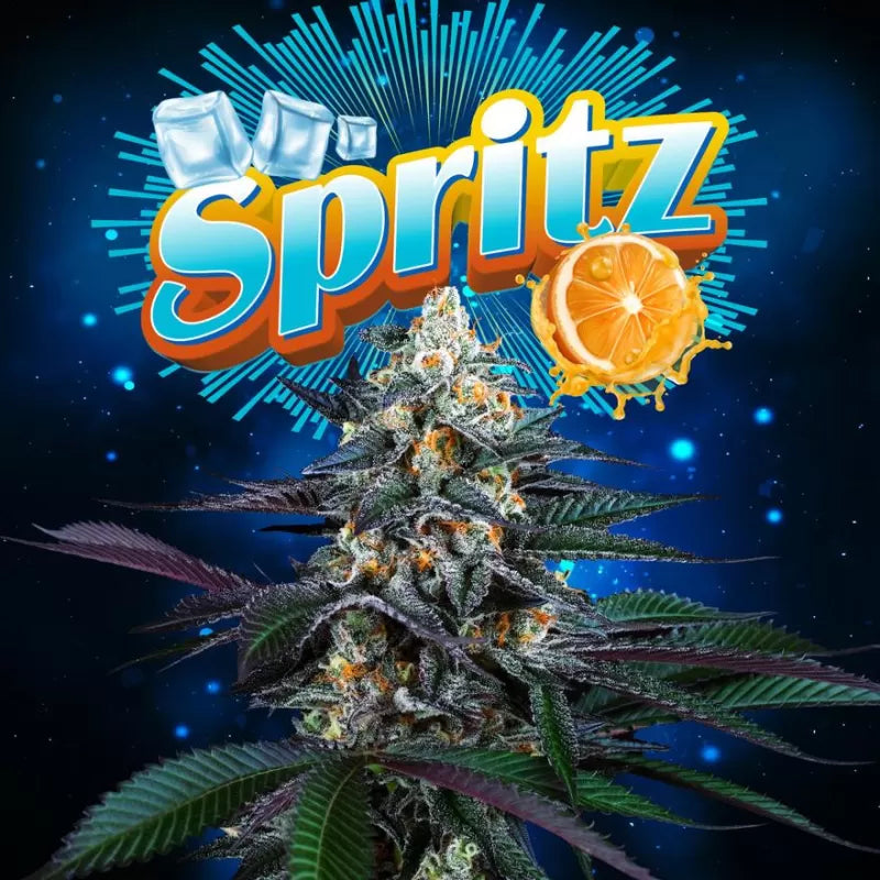 Perfect Tree - Spritz (6er Pack)Fem.