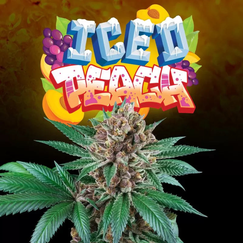 Perfect Tree - Iced Peach (6er Pack) Fem.