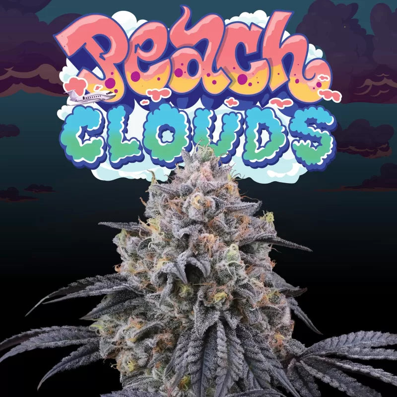 Perfect Tree - Peach Clouds (6er Pack) Fem.
