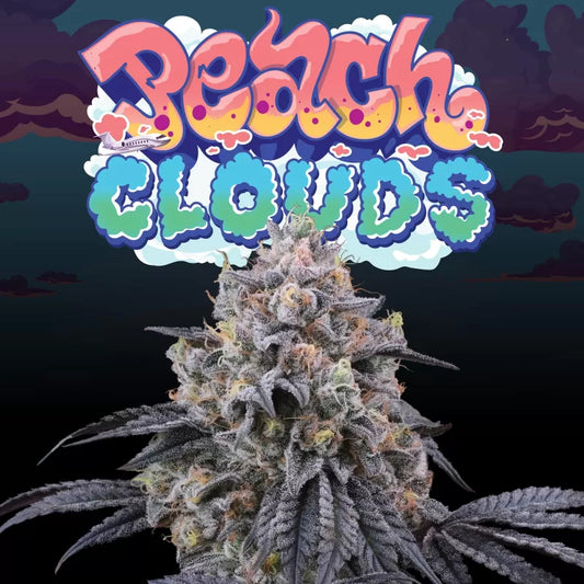 Perfect Tree - Peach Clouds (6er Pack) Fem.