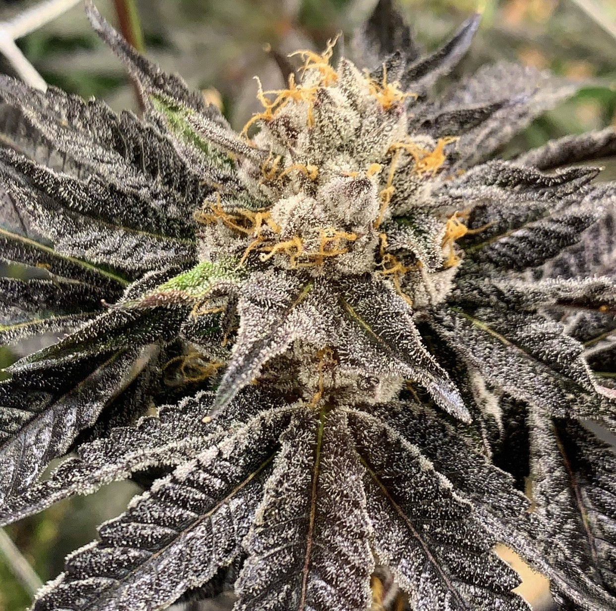 Solfire Gardens - Hood Candyz S1 Fem.