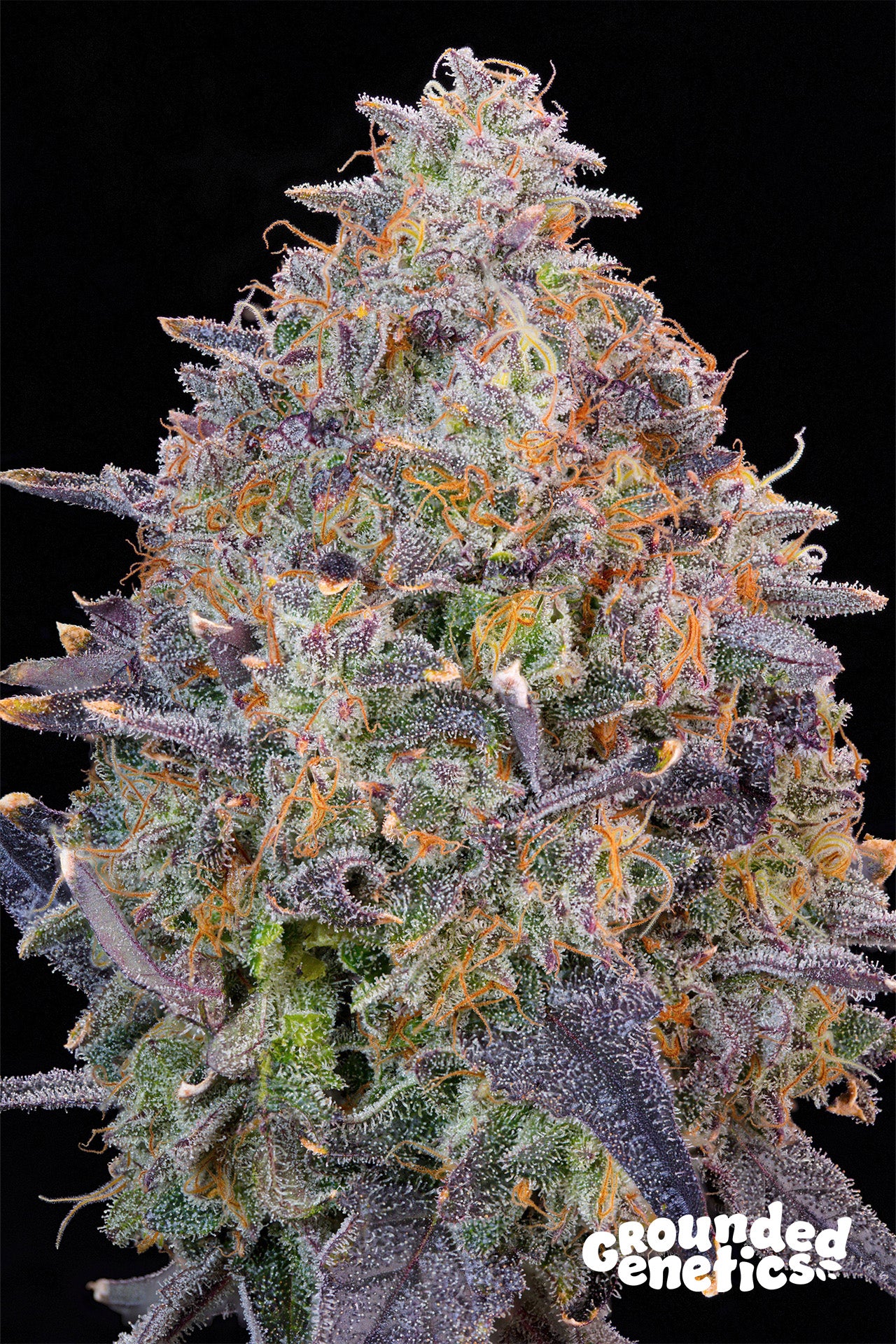 Grounded Genetics - Pink Chai Fem.