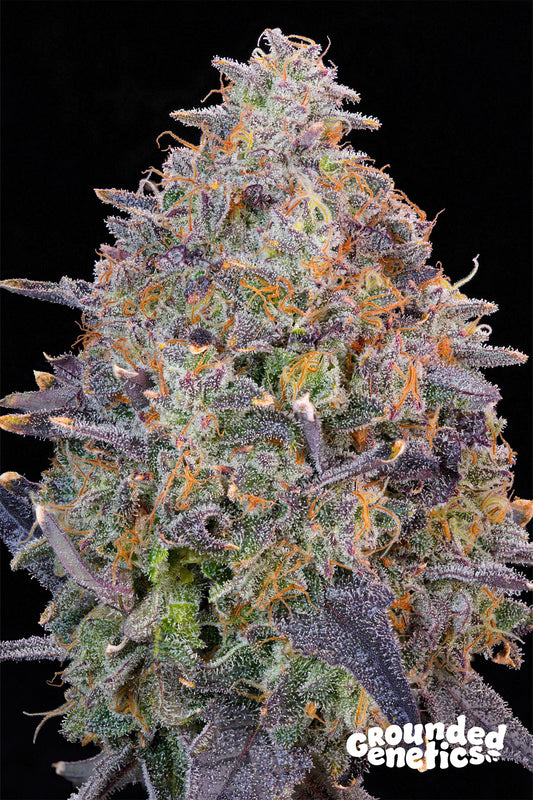 Grounded Genetics - Pink Chai Fem.