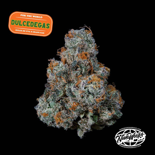 Nine Weeks Harvest - Dulce de Gas (3er Pack) Fem.