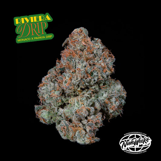 Nine Weeks Harvest - Riviera Drip (3er Pack) Fem.