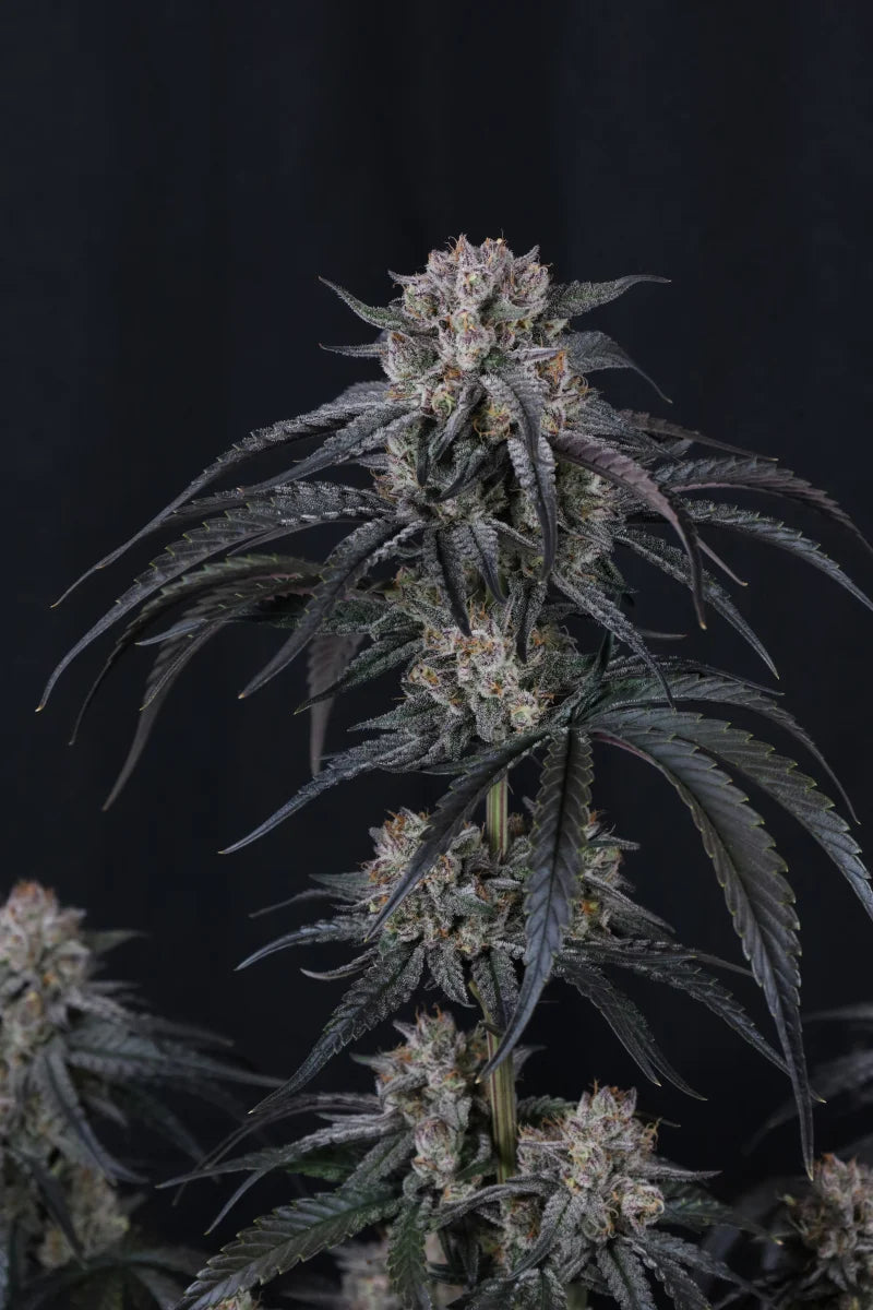 Fast Buds - Mango Frost Auto 3er Pack