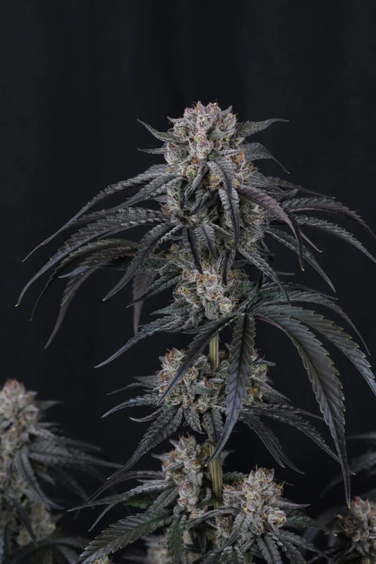 Fast Buds - Mango Frost Auto 3er Pack