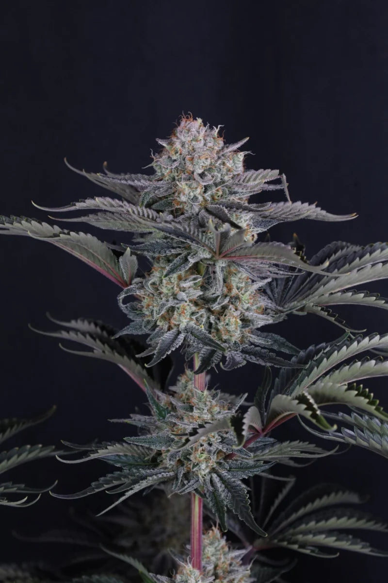 Fast Buds - Mendo Frost Auto 3er Pack
