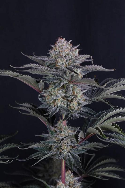Fast Buds - Mendo Frost Auto 3er Pack
