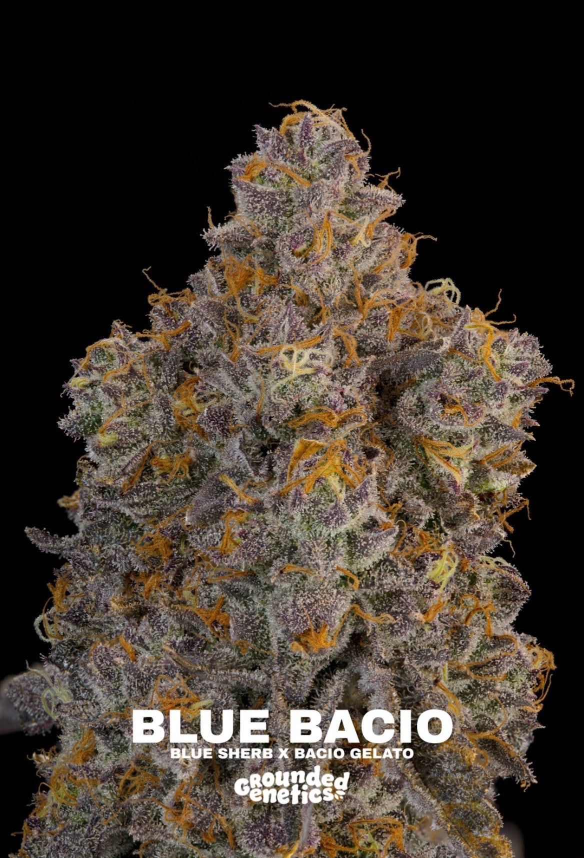 Grounded Genetics - Fall Seed Drop 2026