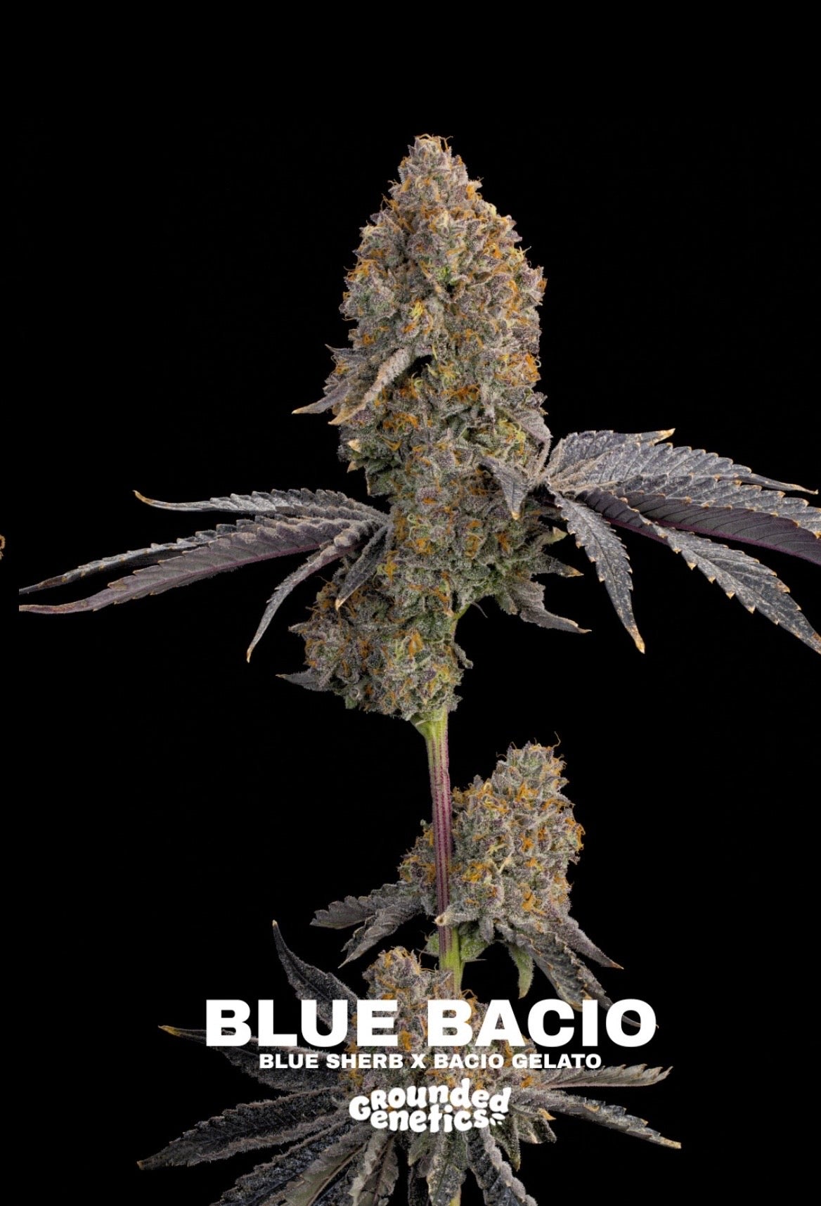 Grounded Genetics - Fall Seed Drop 2026