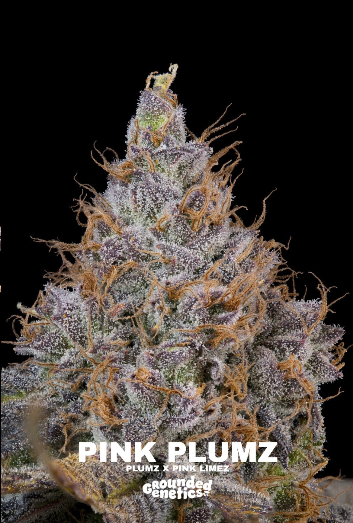 Grounded Genetics - Fall Seed Drop 2026