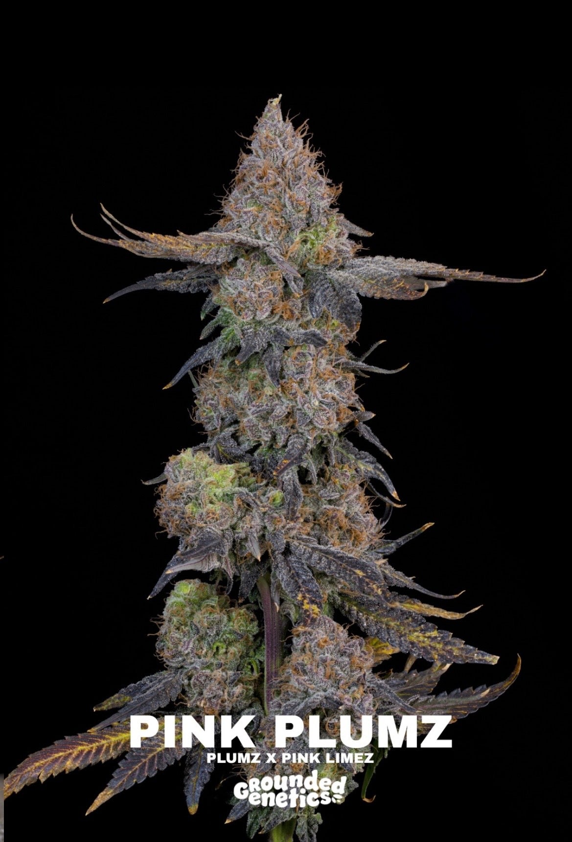 Grounded Genetics - Fall Seed Drop 2026
