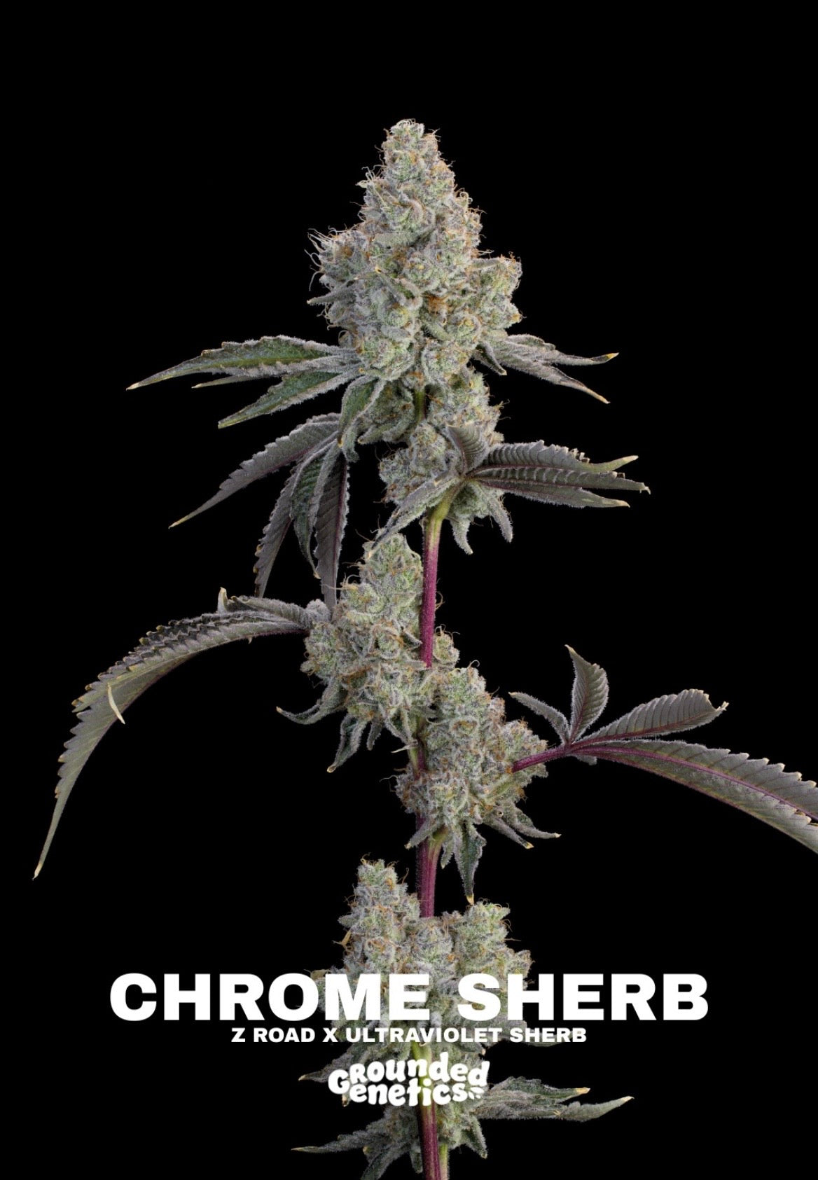 Grounded Genetics - Fall Seed Drop 2026