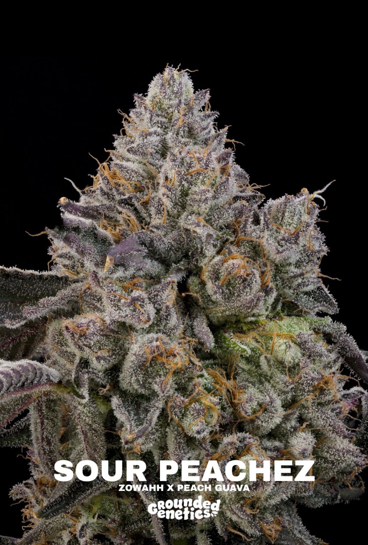 Grounded Genetics - Fall Seed Drop 2026
