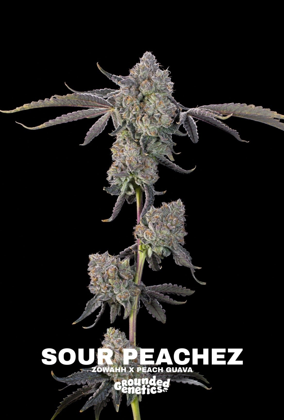 Grounded Genetics - Fall Seed Drop 2026