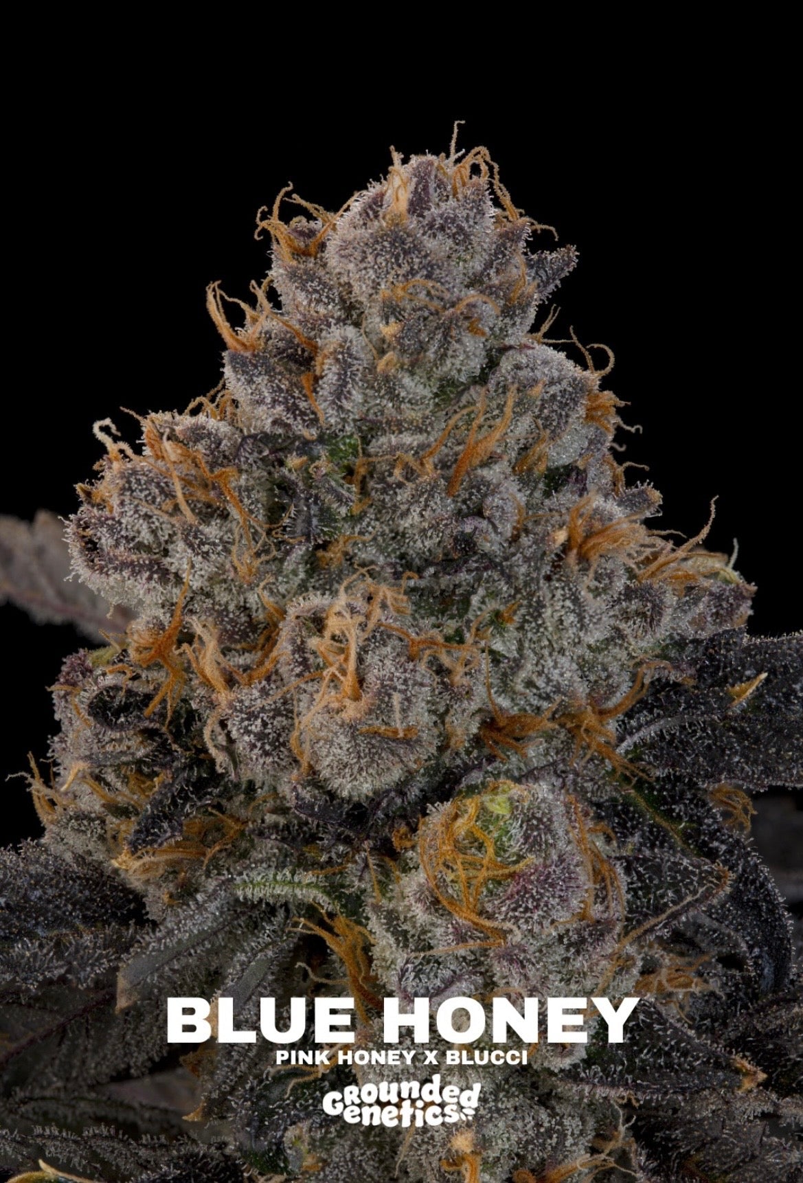 Grounded Genetics - Fall Seed Drop 2026
