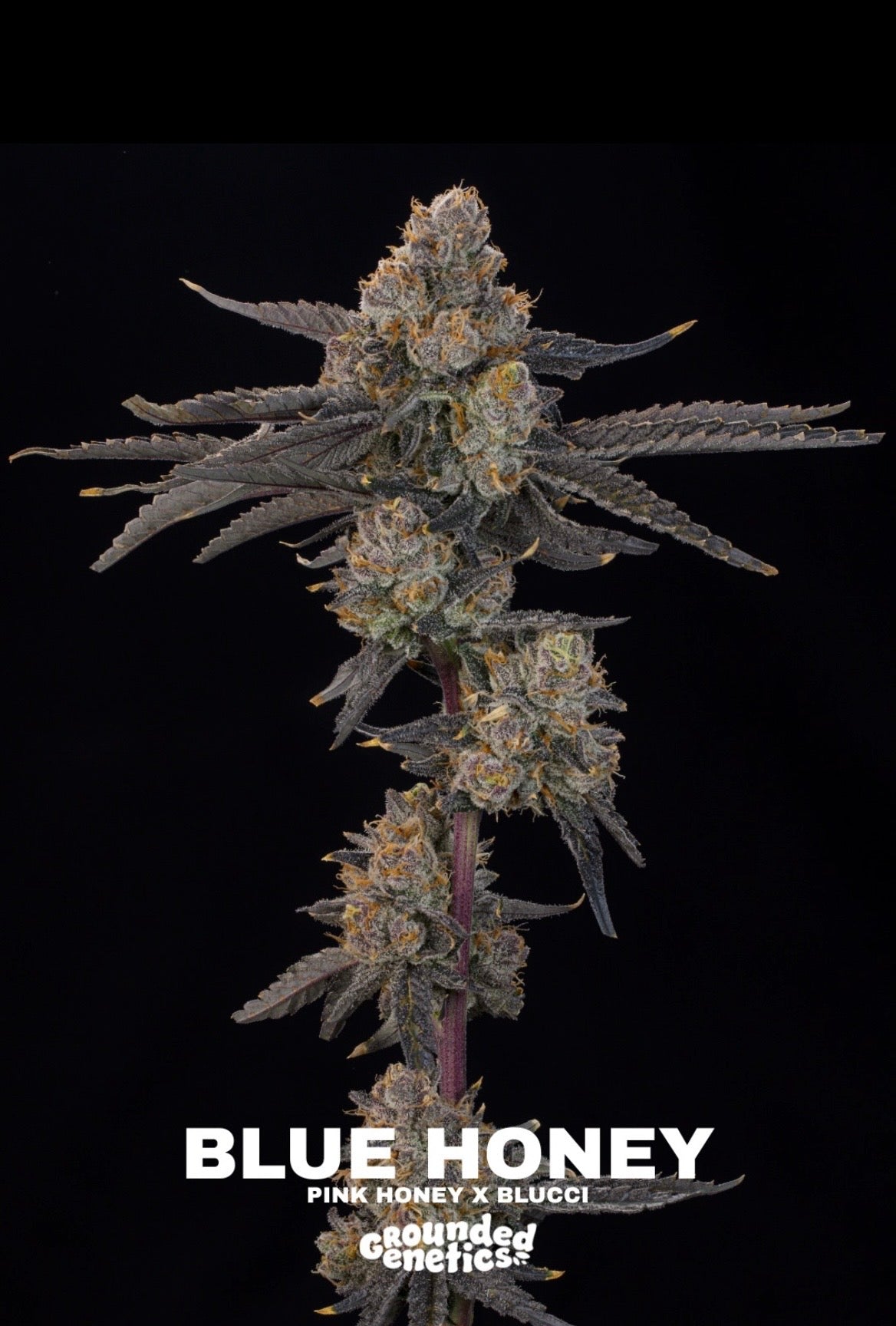 Grounded Genetics - Fall Seed Drop 2026