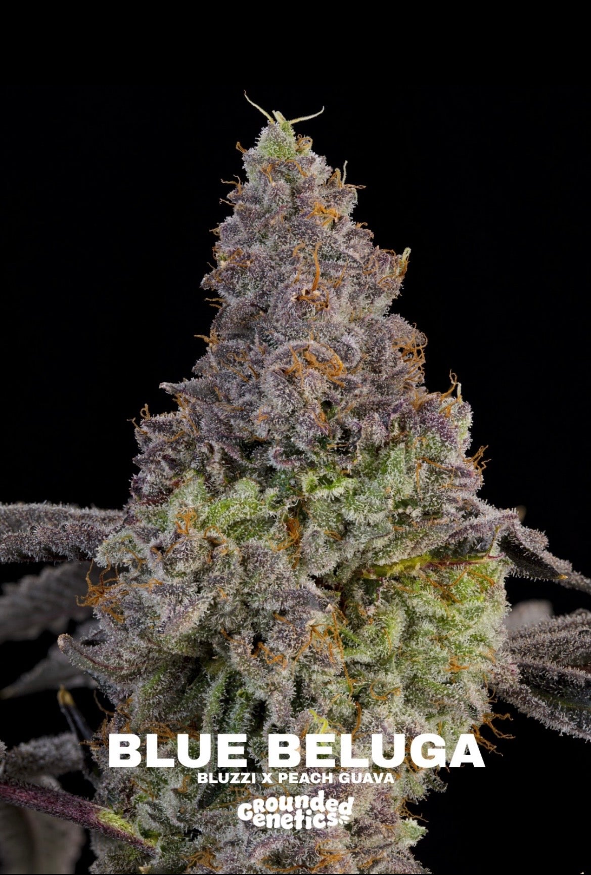 Grounded Genetics - Fall Seed Drop 2026