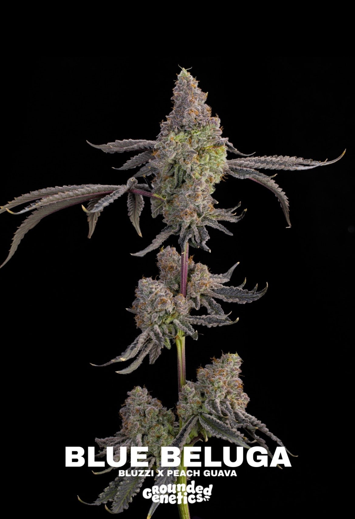 Grounded Genetics - Fall Seed Drop 2026