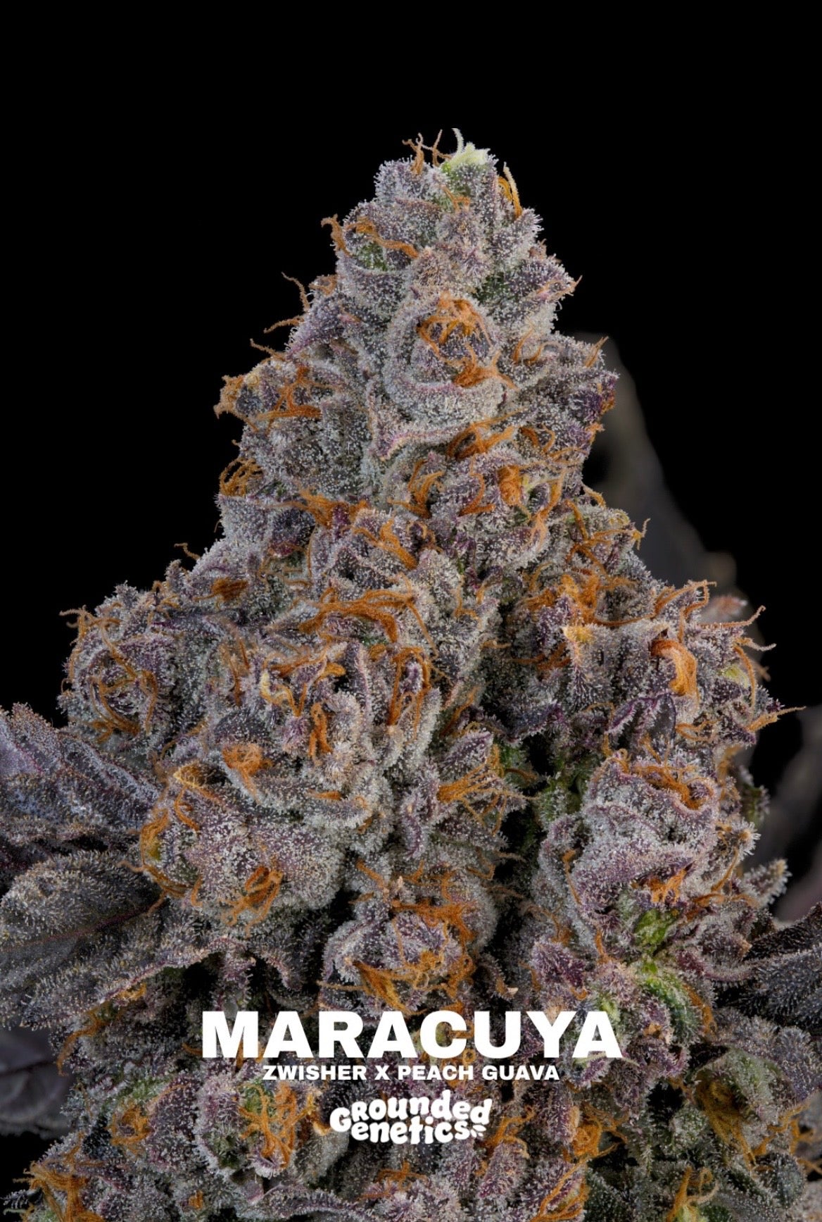 Grounded Genetics - Fall Seed Drop 2026