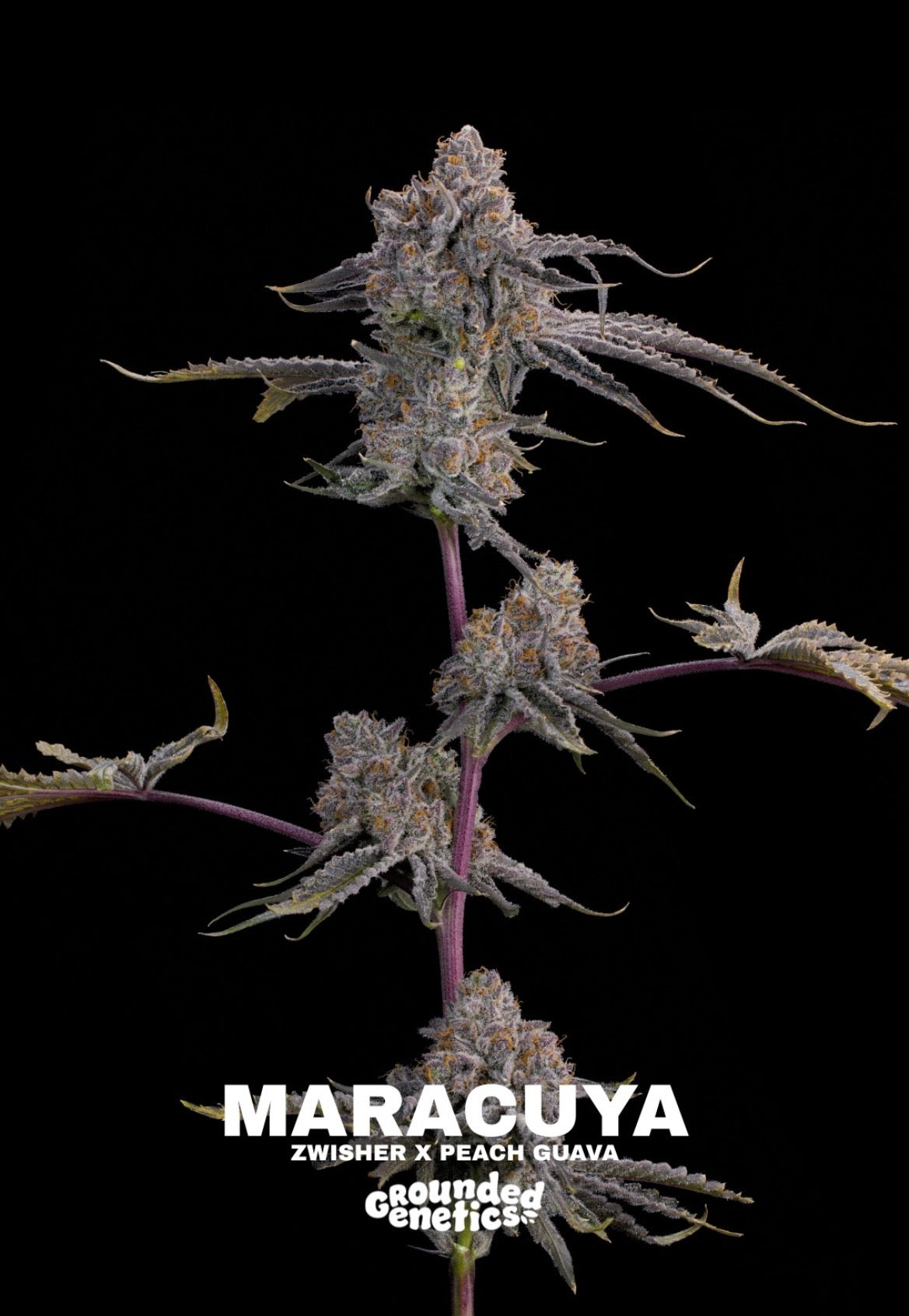 Grounded Genetics - Fall Seed Drop 2026