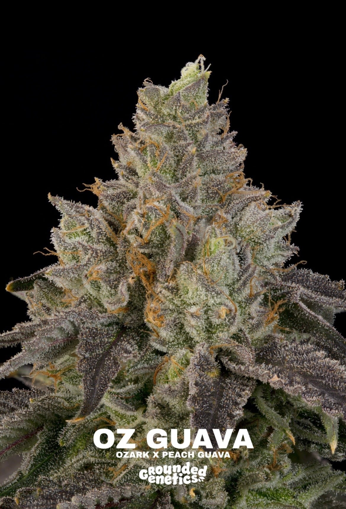 Grounded Genetics - Fall Seed Drop 2026