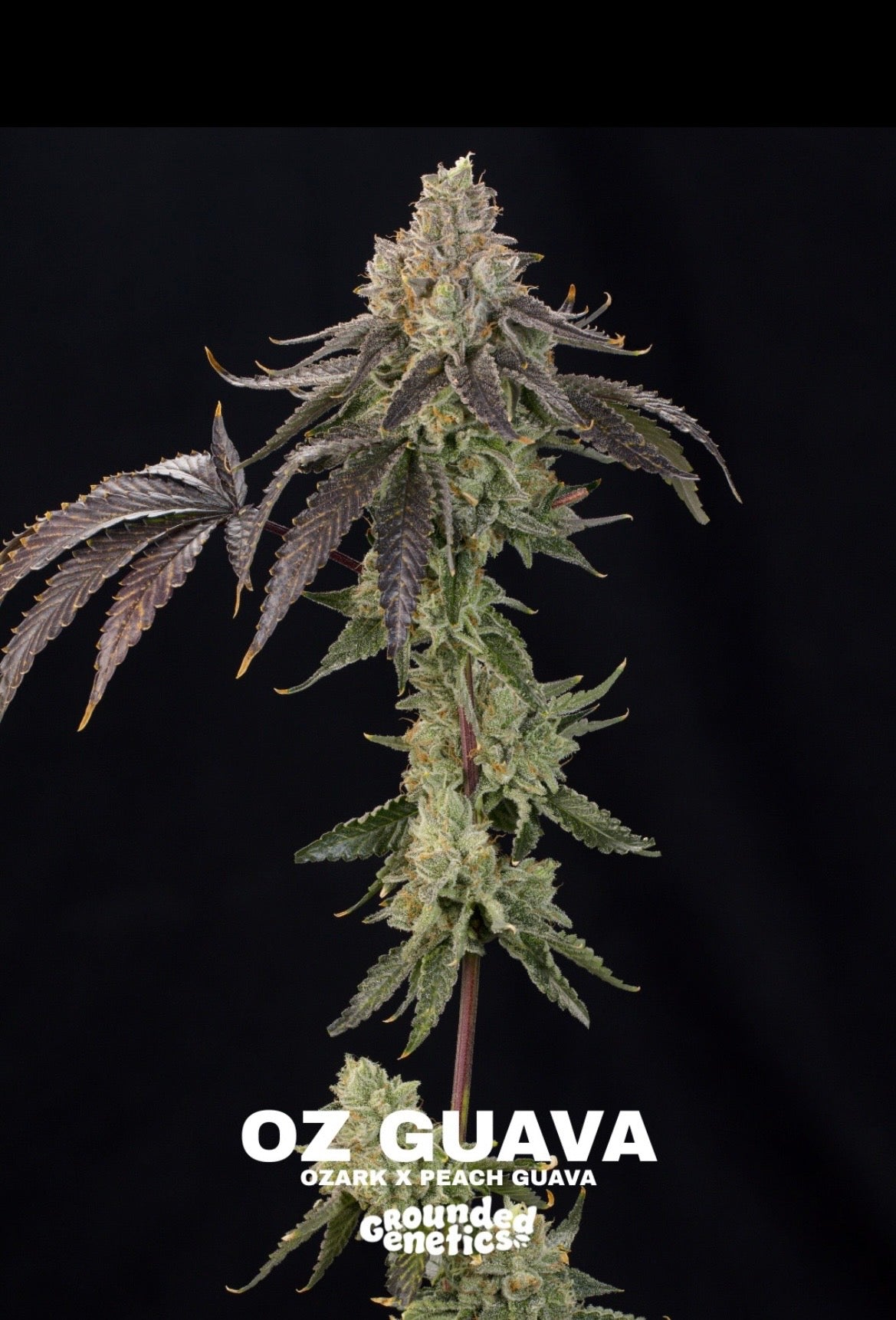 Grounded Genetics - Fall Seed Drop 2026