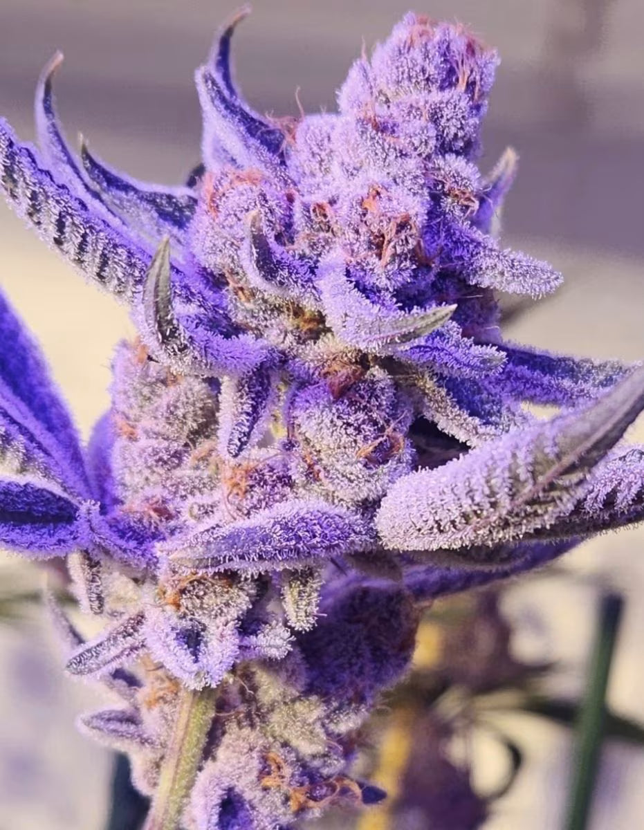 Relentless Genetics - Now n Cherry Regular Seeds