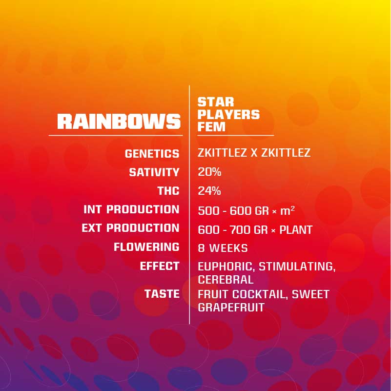 BSF Seeds - RAINBOWS 2er Pack Fem.