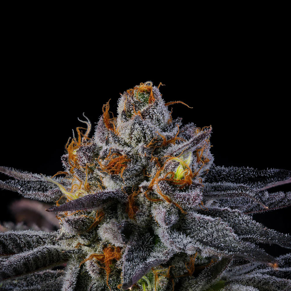 Wizard Trees Seeds - Feminisiert