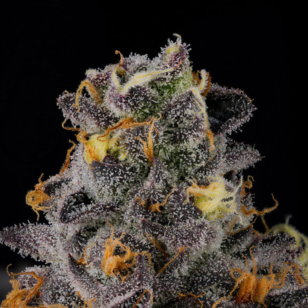 Wizard Trees Seeds - Feminisiert