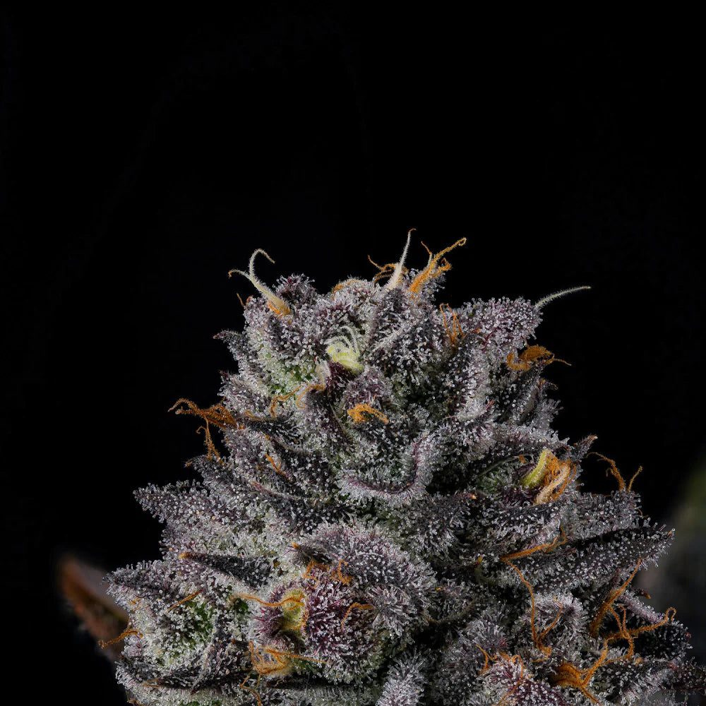 Wizard Trees Seeds - Feminisiert