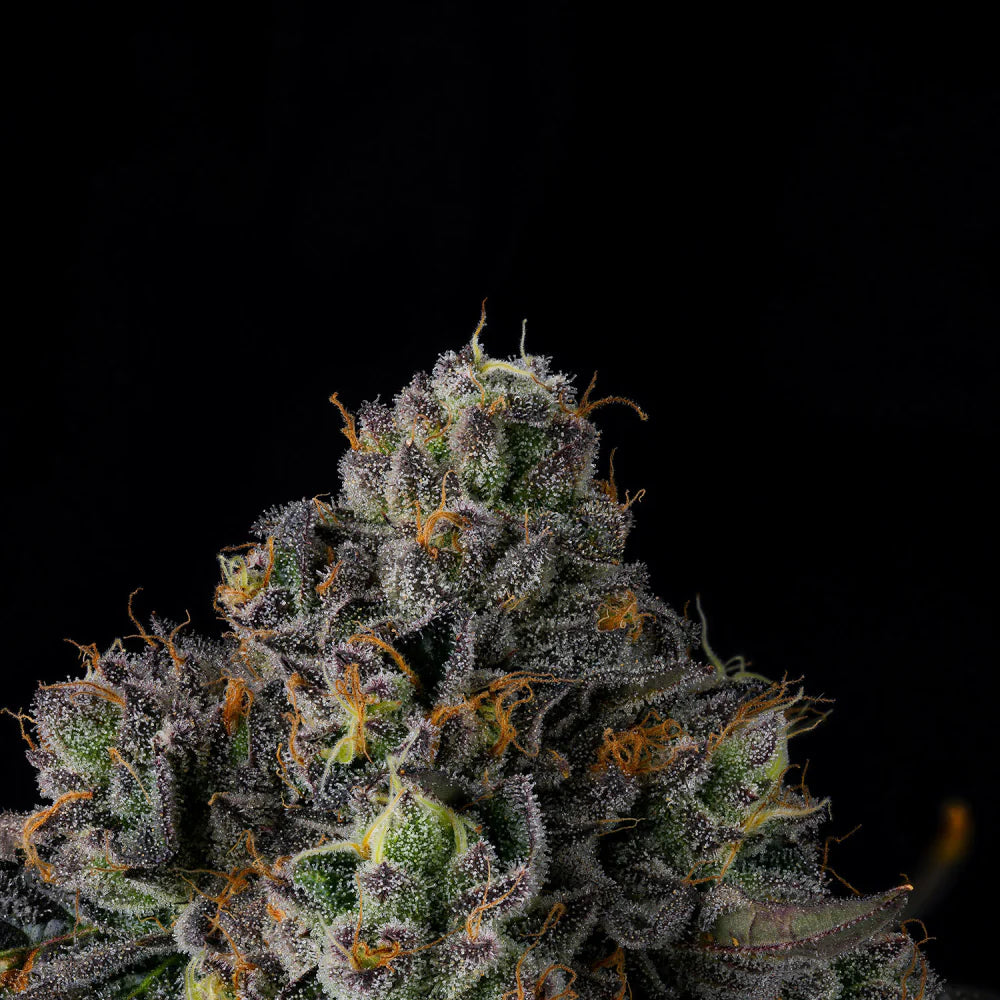 Wizard Trees Seeds - Feminisiert