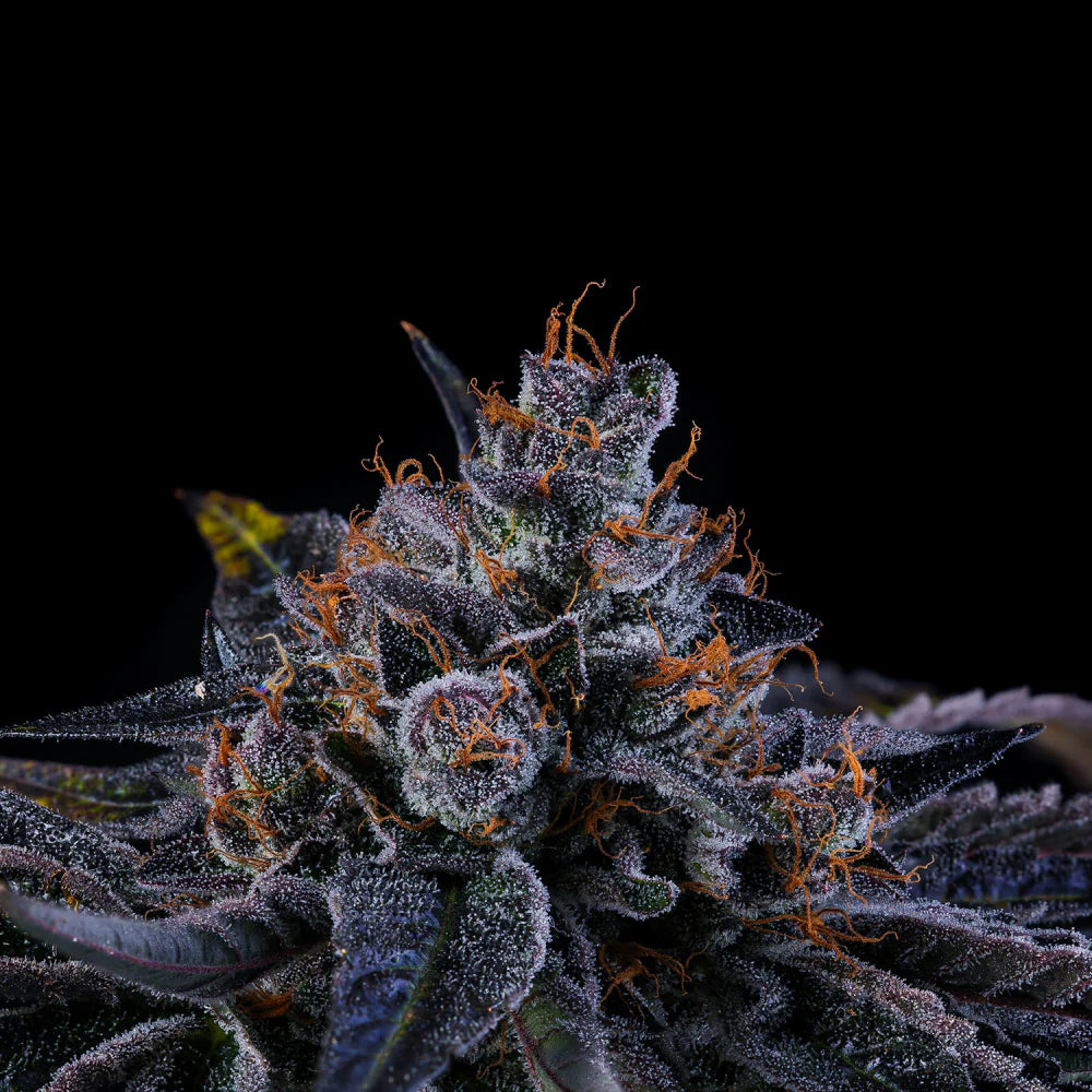 Wizard Trees Seeds - Feminisiert