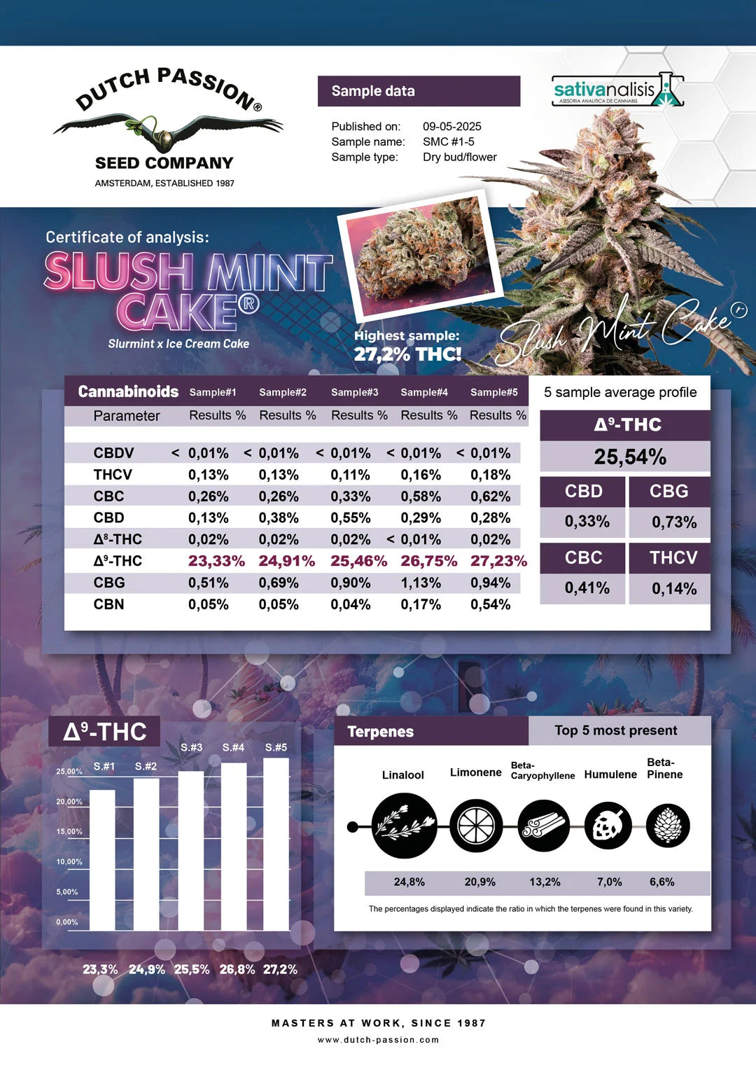 DUTCH PASSION - SLUSH MINT CAKE ® FEM - 3 Seeds
