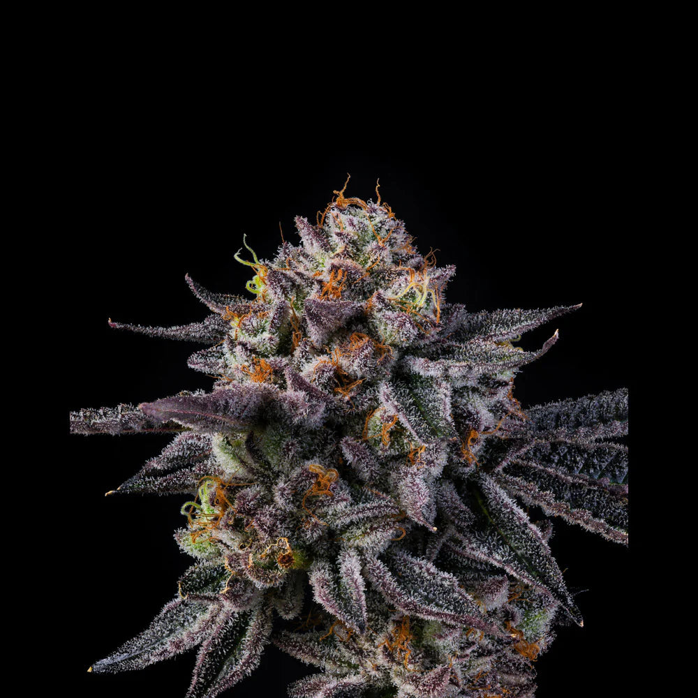 Wizard Trees Seeds - Feminisiert